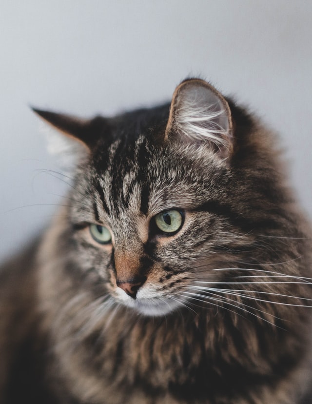 cat stare